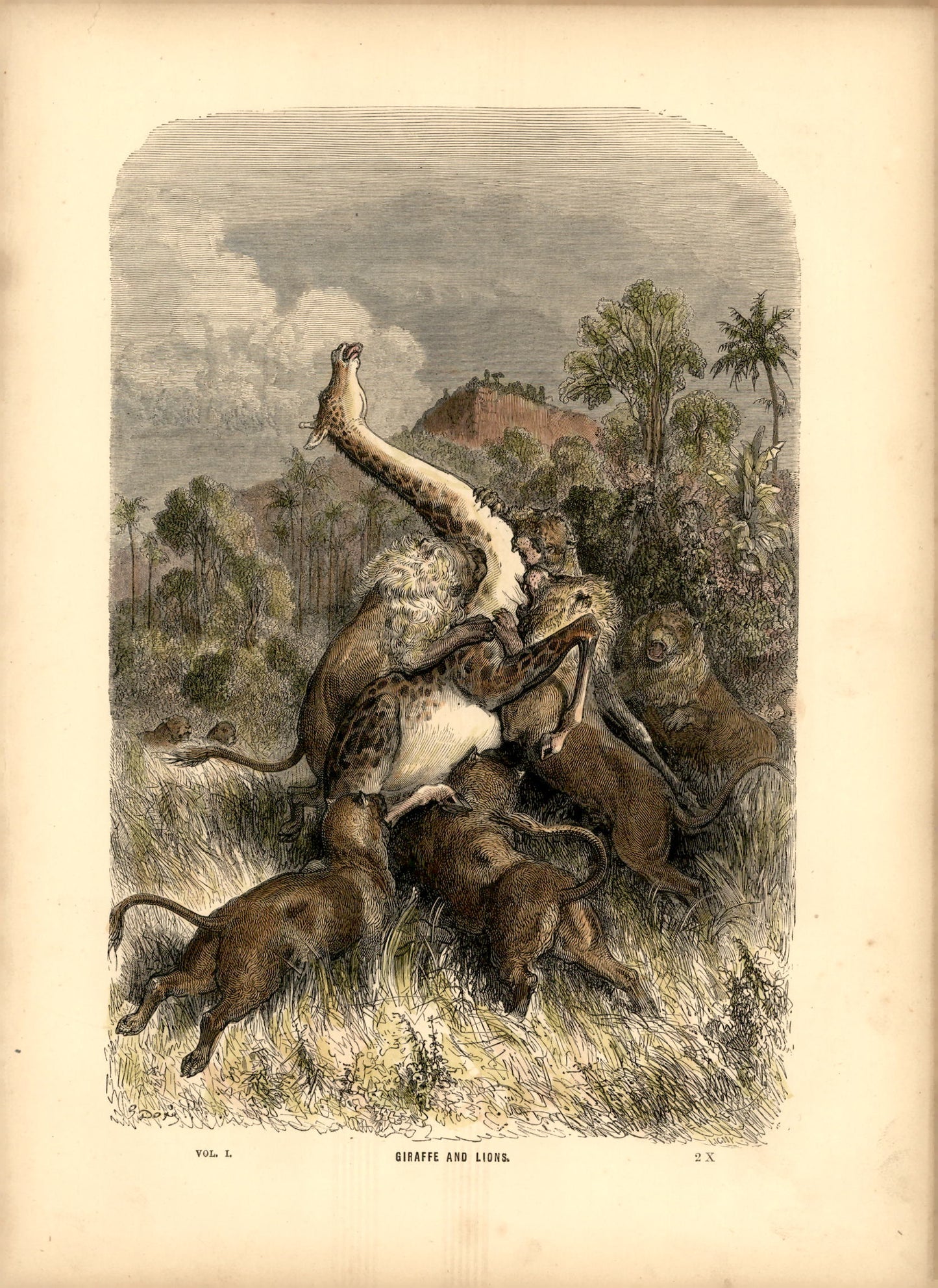 Lions attacking a giraffe
