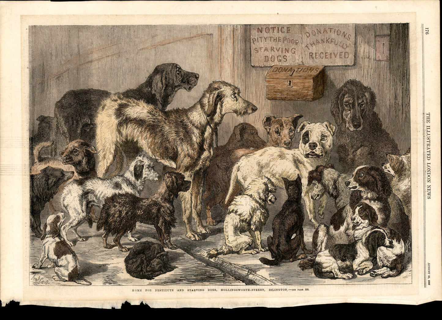 A shelter for stray dogs in London