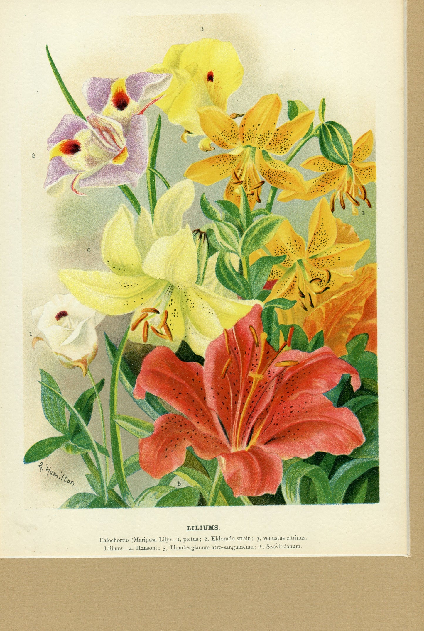 Liliums