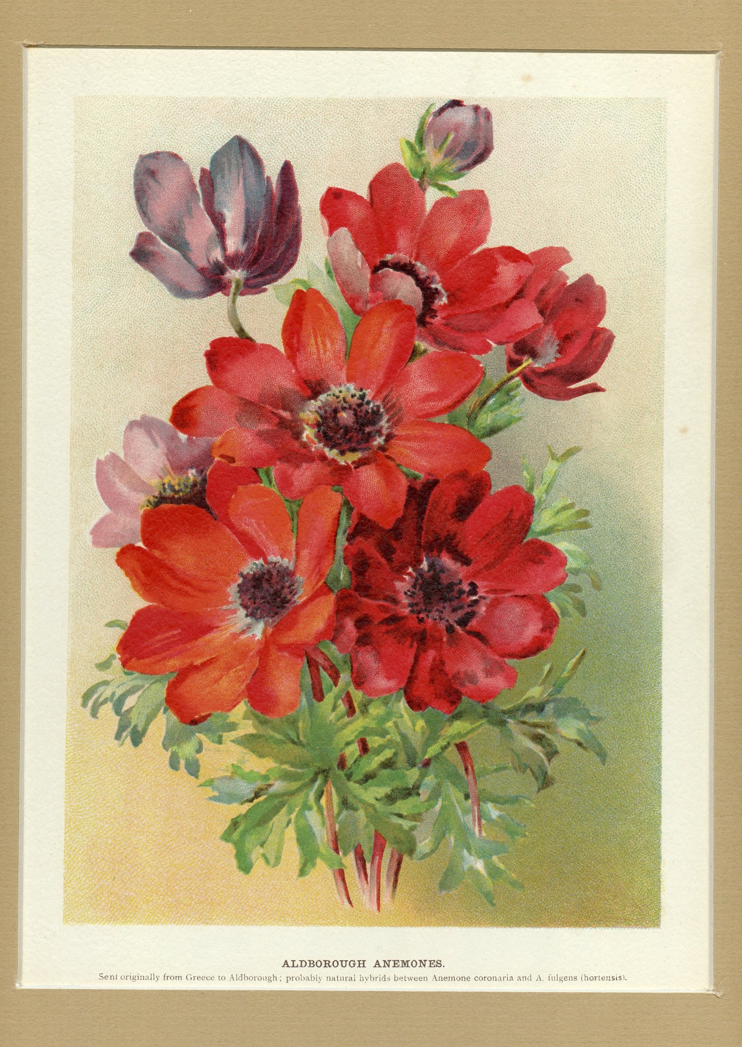 Aldborough Anemones