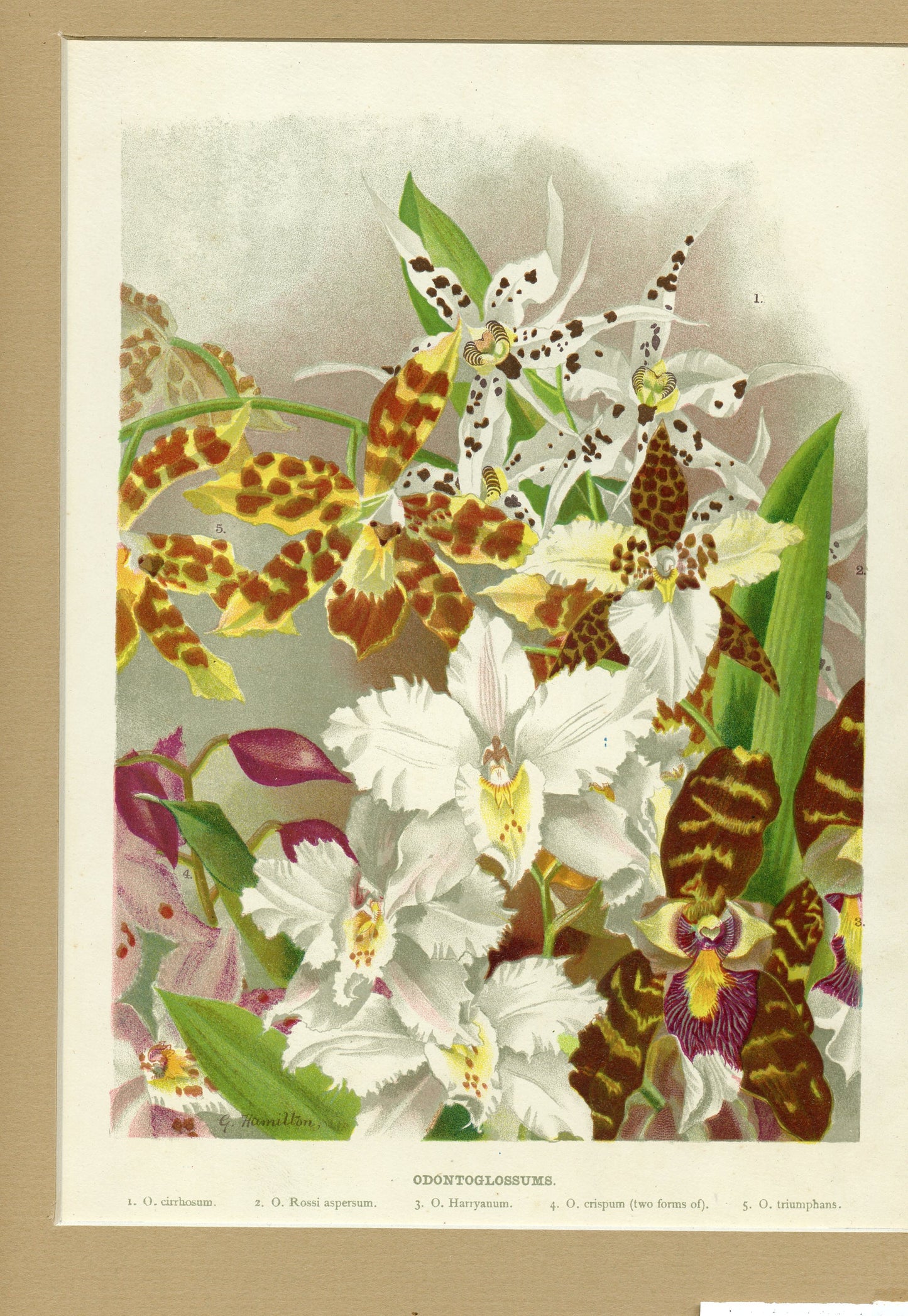 Odontoglossums