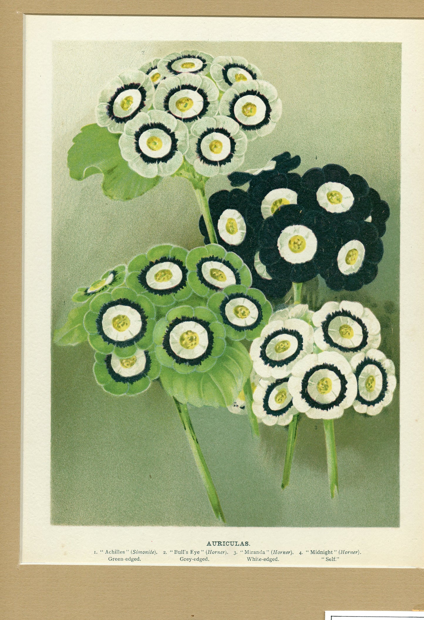 Auriculas