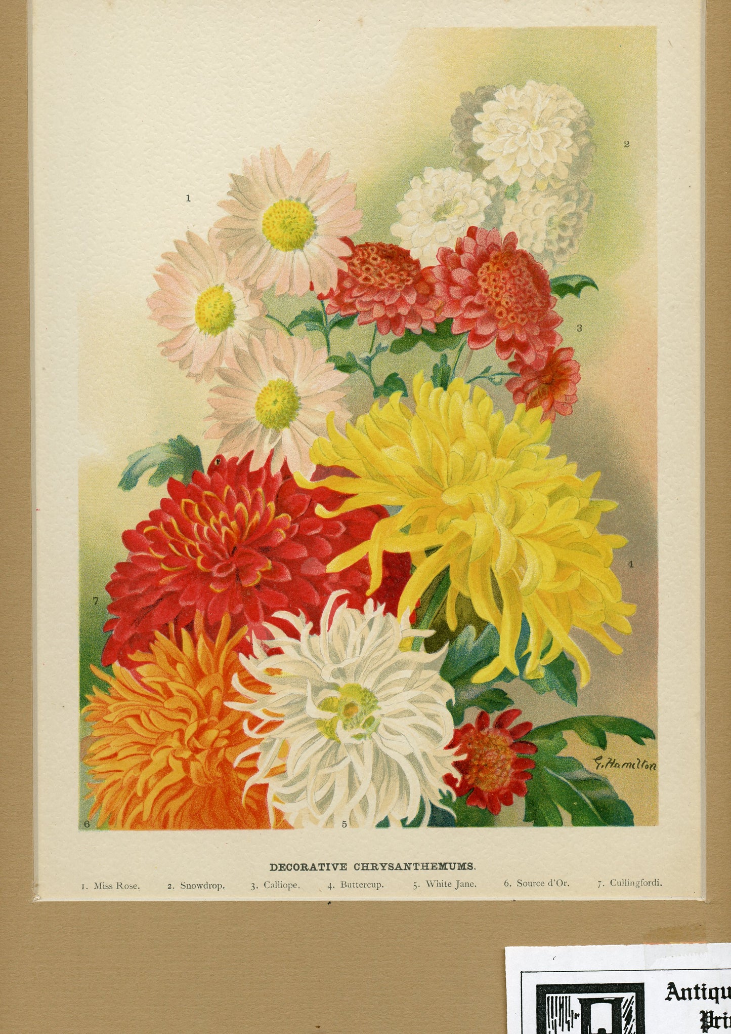 Chrysanthemums