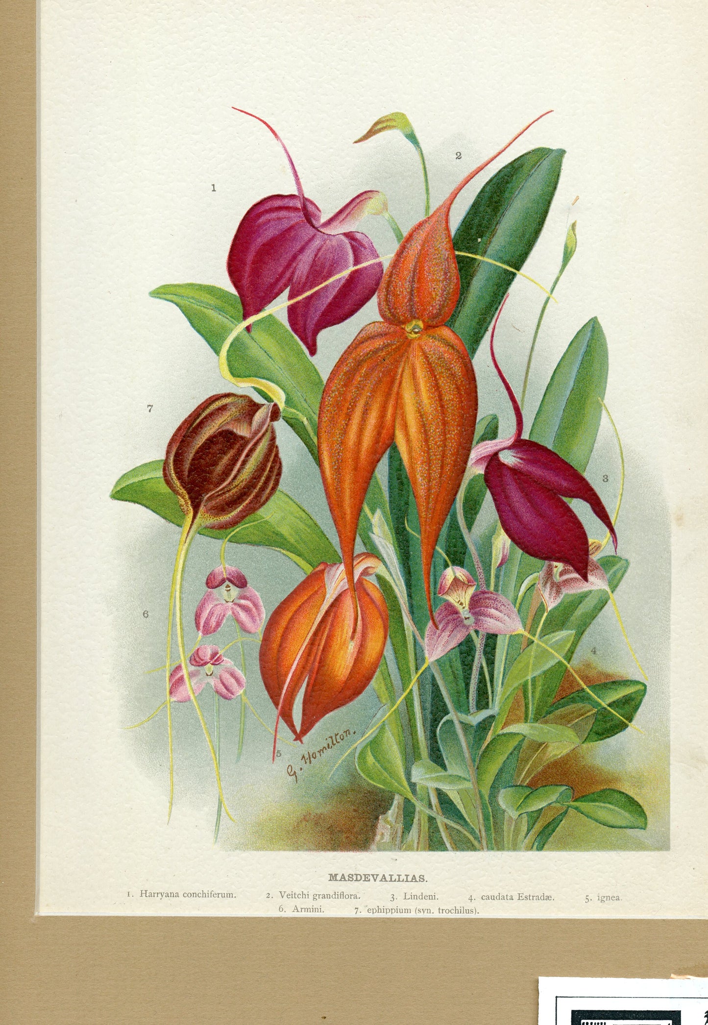 Masdevallias