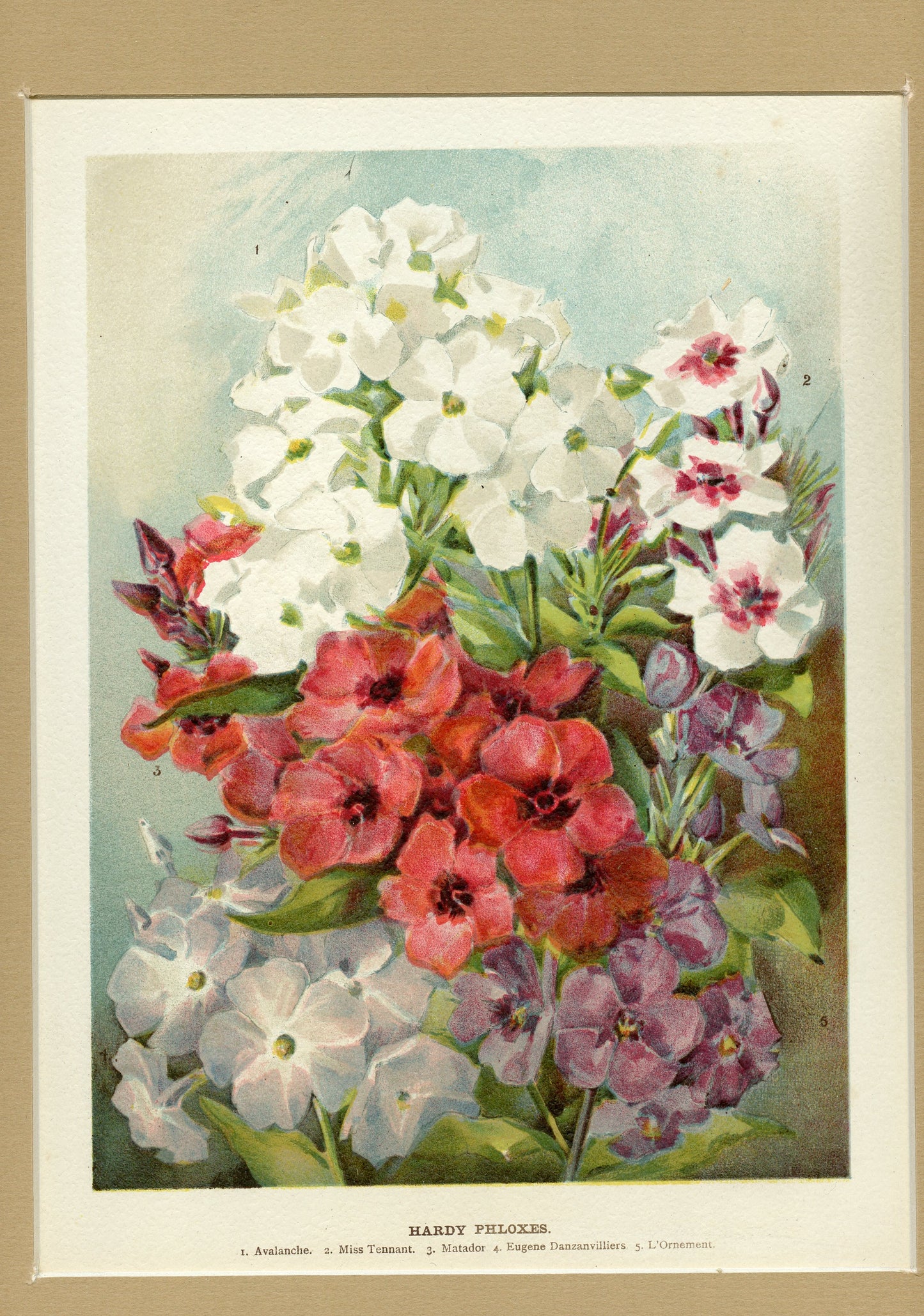 Hardy Phloxes