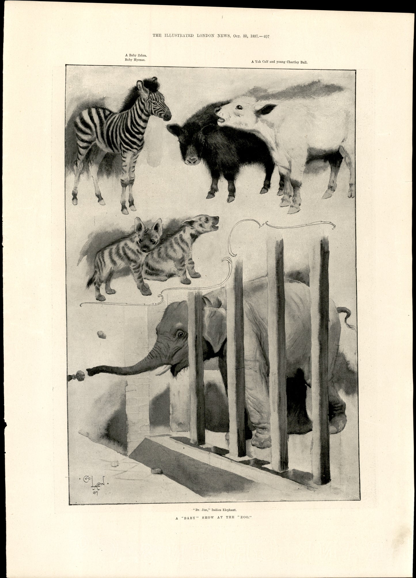 A Baby Show at the Zoo — Charles-Auguste Loye, The Illustrated London News, 30 October 1897