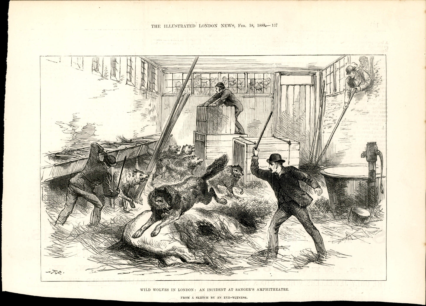The Escape of the Wolves from Sanger's Amphitheatre, London — The Illustrated London News, 1888