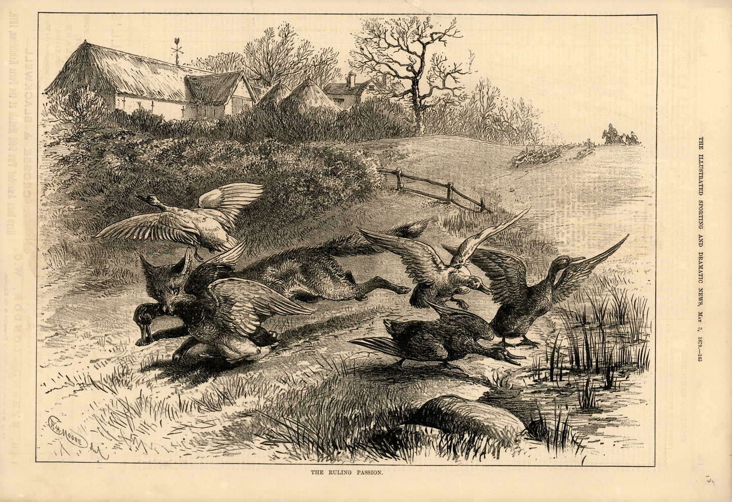 The Ruling Passion: A Fox with a Duck — The Illustrated Sporting & Dramatic News, 3 May 1879