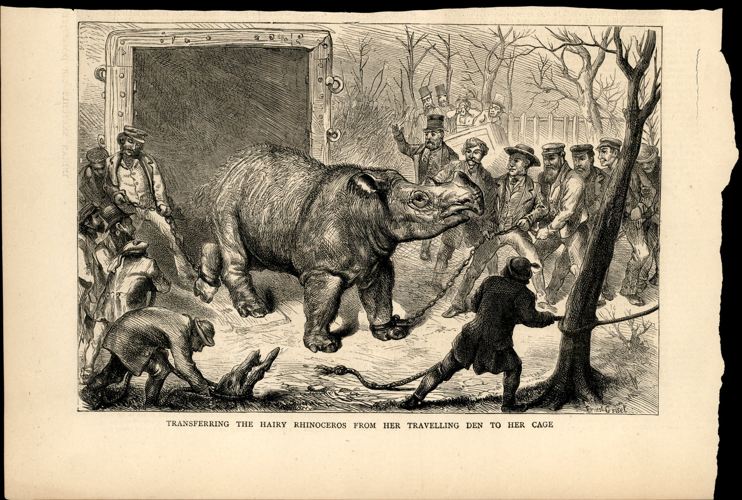 Transferring the Hairy Rhinoceros from Her Travelling Den to Her Cage — Ernest Griset, The Graphic, 2 March 1872